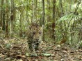 /album/galeria-de-fotos/animais-da-amazonia-23-jpg/